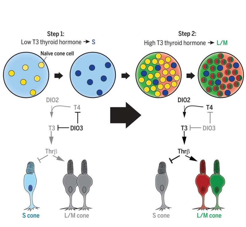 La quantité d’hormones thyroïdiennes dicte donc la vision des couleurs et détermine si les cellules photoréceptrices sont sensibles au bleu, au rouge ou au vert. 