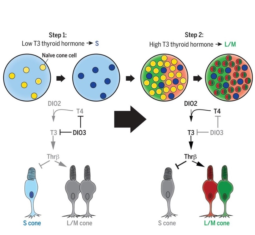 La quantité d’hormones thyroïdiennes dicte donc la vision des couleurs et détermine si les cellules photoréceptrices sont sensibles au bleu, au rouge ou au vert. La quantité d’hormones thyroïdiennes dicte donc la vision des couleurs et détermine si les cellules photoréceptrices sont sensibles au bleu, au rouge ou au vert.