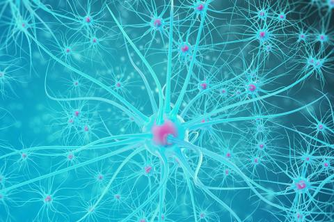 La maladie mitochondriale est l’une des formes les plus courantes de maladie génétique, touchant une naissance sur 9.000 et un quart des patients atteints d'une maladie mitochondriale sont atteints d'épilepsie, souvent réfractaire. La maladie mitochondriale est l’une des formes les plus courantes de maladie génétique, touchant une naissance sur 9.000 et un quart des patients atteints d'une maladie mitochondriale sont atteints d'épilepsie, souvent réfractaire.