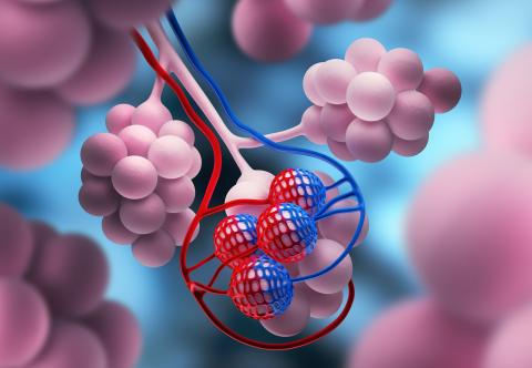 Chez les personnes atteintes de fibrose pulmonaire, les oscillations d'horloge s'étendent jusqu'aux petits espaces aériens, appelés alvéoles. Chez les personnes atteintes de fibrose pulmonaire, les oscillations d'horloge s'étendent jusqu'aux petits espaces aériens, appelés alvéoles.