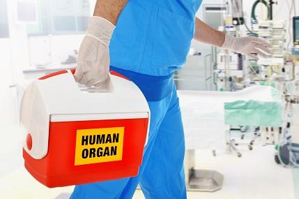 Une nouvelle approche moléculaire permet une meilleure acceptation du greffon tout en préservant le maintien de la capacité de lutter contre les infections. Une nouvelle approche moléculaire permet une meilleure acceptation du greffon tout en préservant le maintien de la capacité de lutter contre les infections.