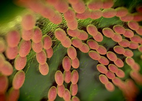 La syntrophie entre bactéries explique la résilience du microbiote aux carences nutritionnelles (Visuel AdobeStock_152616358) La syntrophie entre bactéries explique la résilience du microbiote aux carences nutritionnelles (Visuel AdobeStock_152616358)