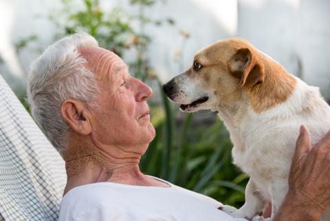 Pour vaincre la solitude imposée par la pandémie, de très nombreuses personnes âgées ont adopté un « animal de compagnie pandémique » ou « pandemic pet » (Adobe Stock 158731172) Pour vaincre la solitude imposée par la pandémie, de très nombreuses personnes âgées ont adopté un « animal de compagnie pandémique » ou « pandemic pet » (Adobe Stock 158731172)