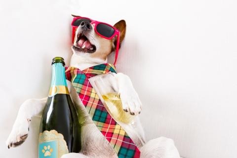 La migraine déclenchée par l'alcool est une « réalité », elle survient rapidement après la consommation de boissons alcoolisées, et selon un mécanisme différent de celui couramment appelé « gueule de bois ». La migraine déclenchée par l'alcool est une « réalité », elle survient rapidement après la consommation de boissons alcoolisées, et selon un mécanisme différent de celui couramment appelé « gueule de bois ».