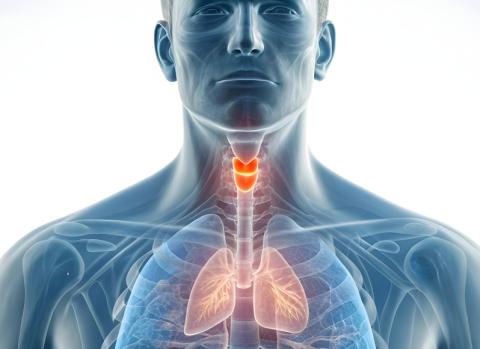Le thymus pourrait jouer un rôle crucial dans la longévité et le traitement du cancer (Visuel Adobe Stock 1734418400), Le thymus pourrait jouer un rôle crucial dans la longévité et le traitement du cancer (Visuel Adobe Stock 1734418400),