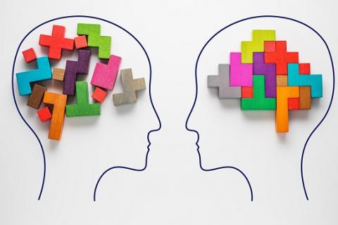 Les mécanismes moléculaires responsables de la régulation de la formation de ces limites sont induits par 2 protéines, Slit et Nétrine ou « molécules de guidage » qui vont gérer l'attraction et / ou la répulsion des cellules. Les mécanismes moléculaires responsables de la régulation de la formation de ces limites sont induits par 2 protéines, Slit et Nétrine ou « molécules de guidage » qui vont gérer l'attraction et / ou la répulsion des cellules.