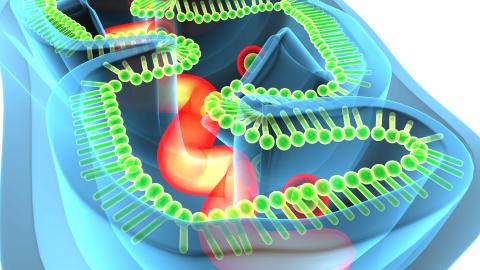 Réparer les mitochondries défectueuses, ces minuscules « batteries » devient aujourd’hui possible avec les techniques d'édition de gènes (Visuel Adobe Stock 190162281) Réparer les mitochondries défectueuses, ces minuscules « batteries » devient aujourd’hui possible avec les techniques d'édition de gènes (Visuel Adobe Stock 190162281)