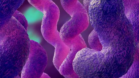 Freiner la bactérie Campylobacter jejuni en "coupant" ses longs appendices flexibles qui lui permettent de se frayer un chemin (Visuel Adobe Stock 238535482) Freiner la bactérie Campylobacter jejuni en "coupant" ses longs appendices flexibles qui lui permettent de se frayer un chemin (Visuel Adobe Stock 238535482)