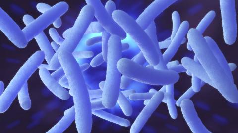 Des signatures microbiennes distinctes sont retrouvées chez les patients atteints de polypes (Adobe Stock 238536871) Des signatures microbiennes distinctes sont retrouvées chez les patients atteints de polypes (Adobe Stock 238536871)