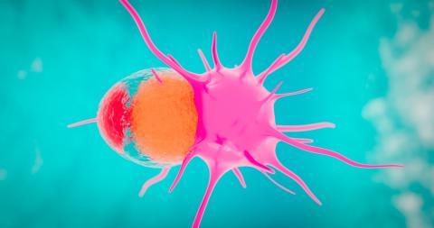 l'obésité affecte le métabolisme des cellules cancéreuses l'obésité affecte le métabolisme des cellules cancéreuses