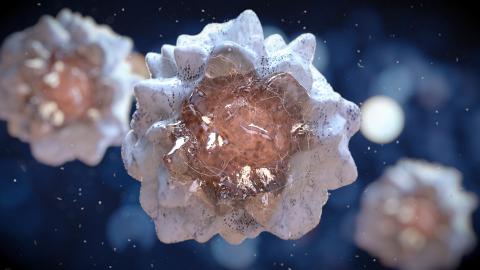 En cas d’infection virale, les macrophages qui participent à l’immunité innée- présentent une synthèse du cholestérol réduite accompagnée d'une expression accrue des gènes antiviraux En cas d’infection virale, les macrophages qui participent à l’immunité innée- présentent une synthèse du cholestérol réduite accompagnée d'une expression accrue des gènes antiviraux