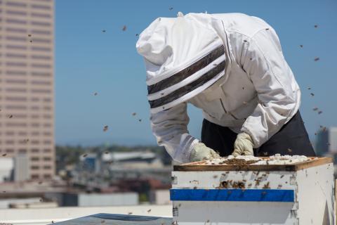 Cette équipe conclut que l’analyse des débris de ruche d'abeilles peut fournir un excellent instantané du paysage microbien des environnements urbains et que ces données peuvent constituer non seulement un marqueur de diversité microbienne mais aussi un marqueur de santé des populations vivant à proximité (Visuel Adobe Stock 285992257) Cette équipe conclut que l’analyse des débris de ruche d'abeilles peut fournir un excellent instantané du paysage microbien des environnements urbains et que ces données peuvent constituer non seulement un marqueur de diversité microbienne mais aussi un marqueur de santé des populations vivant à proximité (Visuel Adobe Stock 285992257)