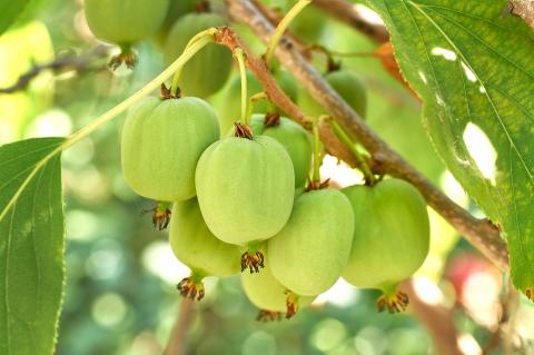 Le jus d'Actinidia arguta (sarunashi ou mini-kiwi japonais) est capable d’inhiber le cancer du poumon chez la souris (Visuel Adobe Stock 292339894) Le jus d'Actinidia arguta (sarunashi ou mini-kiwi japonais) est capable d’inhiber le cancer du poumon chez la souris (Visuel Adobe Stock 292339894)