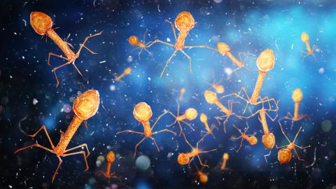 L'administration de la thérapie combinée, antibiotique + bactériophage aboutit à un taux de survie de 70 % (Adobe Stock 293323554) L'administration de la thérapie combinée, antibiotique + bactériophage aboutit à un taux de survie de 70 % (Adobe Stock 293323554)
