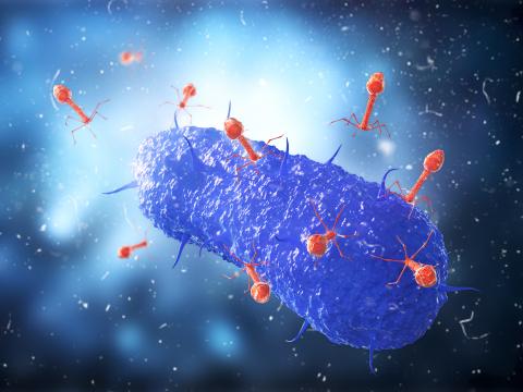 C'est une approche de phagothérapie basée sur des virus inoffensifs mais capables de tuer de l'intérieur des bactéries pathogènes (Visuel adobe Stock 293323761) C'est une approche de phagothérapie basée sur des virus inoffensifs mais capables de tuer de l'intérieur des bactéries pathogènes (Visuel adobe Stock 293323761)