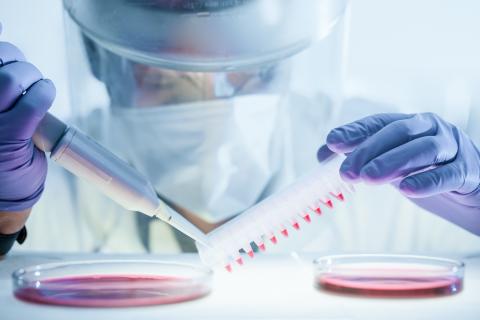 L'étude décrypte exactement comment le gène BRCA2 fonctionne pour réparer l'ADN et lorsqu’il est muté, comment il favorise le développement du cancer (Visuel Adobe Stock 331690395) L'étude décrypte exactement comment le gène BRCA2 fonctionne pour réparer l'ADN et lorsqu’il est muté, comment il favorise le développement du cancer (Visuel Adobe Stock 331690395)