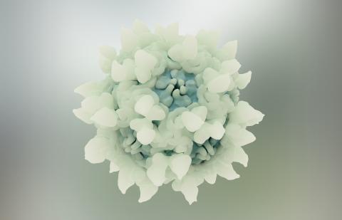 Comprendre la manière dont les virus pénètrent dans les cellules puis parviennent à libérer leur ADN dans le noyau de la cellule hôte pour se répliquer (Visuel Adobe Stock 357561442: illustration d'un parvovirus) Comprendre la manière dont les virus pénètrent dans les cellules puis parviennent à libérer leur ADN dans le noyau de la cellule hôte pour se répliquer (Visuel Adobe Stock 357561442: illustration d'un parvovirus)