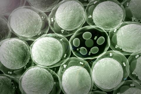 Ce composé "affame" les cellules cancéreuses en attaquant leurs centrales électriques, les mitochondries (Visuel Adobe Stock 717095539) Ce composé "affame" les cellules cancéreuses en attaquant leurs centrales électriques, les mitochondries (Visuel Adobe Stock 717095539)