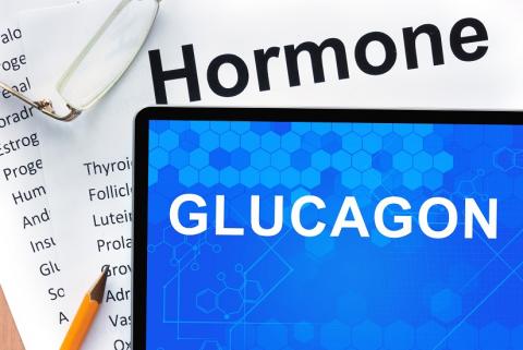 Le glucagon joue un rôle clé et pourrait être un atout protecteur Le glucagon joue un rôle clé et pourrait être un atout protecteur