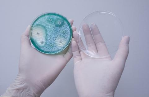 Lorsque les bactéries reçoivent le signal d’avertissement de leurs congénères, elles se déplacent en rond Lorsque les bactéries reçoivent le signal d’avertissement de leurs congénères, elles se déplacent en rond