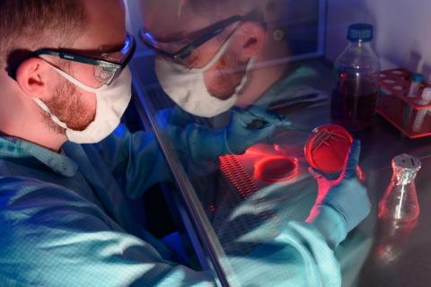 Le même « cocktail » toxique avec lequel Staphylococcus aureus endommage les cellules et les tissus a également des effets positifs - Visuel Jens Meyer /University of Jena “Le pharmacien Paul Jordan prépare ses cultures de Staphylococcus aureus ». Le même « cocktail » toxique avec lequel Staphylococcus aureus endommage les cellules et les tissus a également des effets positifs -Visuel Jens Meyer /University of Jena “Le pharmacien Paul Jordan prépare ses cultures de Staphylococcus aureus ».