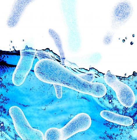 Certaines bactéries du microbiote intestinal peuvent s'accumuler dans les tumeurs et améliorer l'efficacité de l'immunothérapie. Certaines bactéries du microbiote intestinal peuvent s'accumuler dans les tumeurs et améliorer l'efficacité de l'immunothérapie.