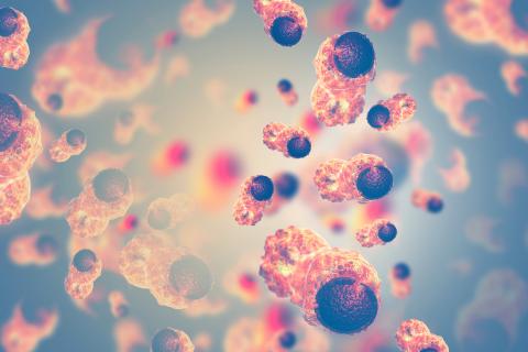 Lorsque certaines cellules cancéreuses sont exposées à un autre type de sucre comme le galactose, elles sont incapables de s'adapter et meurent. (Visuel AdobeStock_214912908) Lorsque certaines cellules cancéreuses sont exposées à un autre type de sucre comme le galactose, elles sont incapables de s'adapter et meurent. (Visuel AdobeStock_214912908)