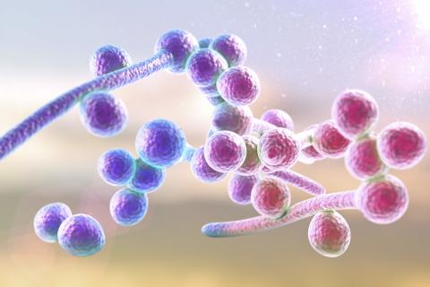 Cette nouvelle une approche électrochimique est efficace pour traiter les infections d'implants en métal. Cette nouvelle une approche électrochimique est efficace pour traiter les infections d'implants en métal.