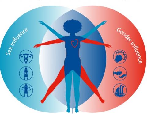 Ces experts appellent à travailler de manière urgente à réduire le fardeau mondial des maladies cardiovasculaires chez les femmes (Visuel The Lancet) Ces experts appellent à travailler de manière urgente à réduire le fardeau mondial des maladies cardiovasculaires chez les femmes (Visuel The Lancet)