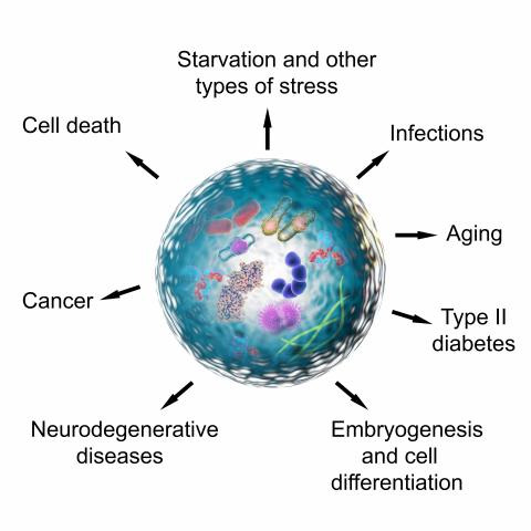 Les cellules quiescentes peuvent être réveillées si besoin, en réponse à un déclencheur, comme une plaie, par exemple, mais au grand âge elles peuvent aussi tomber dans le coma Les cellules quiescentes peuvent être réveillées si besoin, en réponse à un déclencheur, comme une plaie, par exemple, mais au grand âge elles peuvent aussi tomber dans le coma