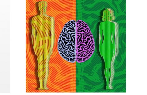 La découverte de cette voie génétique déterminante sur le déclenchement de la puberté ainsi que sur ces différences de cerveau entre hommes et femmes apporte de nouvelles preuves d’effets génétiques directs sur les différences, selon le sexe, de développement neuronal La découverte de cette voie génétique déterminante sur le déclenchement de la puberté ainsi que sur ces différences de cerveau entre hommes et femmes apporte de nouvelles preuves d’effets génétiques directs sur les différences, selon le sexe, de développement neuronal