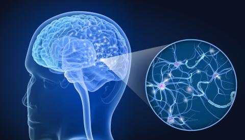 Mais « comment marche » le système glymphatique d’élimination des déchets dans le cerveau ? (Visuel AdobeStock_206037348) Mais « comment marche » le système glymphatique d’élimination des déchets dans le cerveau ? (Visuel AdobeStock_206037348)