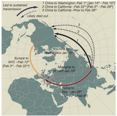 L’absence de régulation des voyages au début de l’épidémie a ouvert une brèche qui a permis au virus de déclencher des flambées majeures en Europe et en Amérique du Nord (.Visuel Andrew Rambaut / Université d'Édimbourg et Jeffrey Joy / Université de la Colombie-Britannique) L’absence de régulation des voyages au début de l’épidémie a ouvert une brèche qui a permis au virus de déclencher des flambées majeures en Europe et en Amérique du Nord (.Visuel Andrew Rambaut / Université d'Édimbourg et Jeffrey Joy / Université de la Colombie-Britannique)