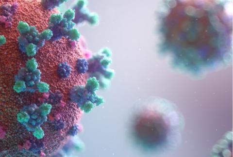 La cavité naso-sinusienne est documentée comme un réservoir précoce et une source de transmission majeure du coronavirus SARS-CoV-2. La cavité naso-sinusienne est documentée comme un réservoir précoce et une source de transmission majeure du coronavirus SARS-CoV-2.