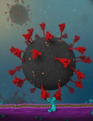 L'interaction entre la protéine de pointe du SRAS-CoV-2 et les récepteurs de l'enzyme de conversion de l'angiotensine 2 (ACE2) dans les cellules humaines est plus forte que l'interaction entre la protéine de pointe du (précédent) SRAS (Visuel Dr. Yeolkyo Choi) L'interaction entre la protéine de pointe du SRAS-CoV-2 et les récepteurs de l'enzyme de conversion de l'angiotensine 2 (ACE2) dans les cellules humaines est plus forte que l'interaction entre la protéine de pointe du (précédent) SRAS (Visuel Dr. Yeolkyo Choi)