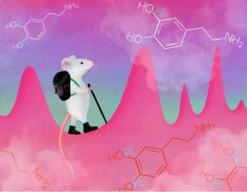 Il ne s’agit pas ici de canaliser ce messager chimique du bien-être, la dopamine, produite en cas de plaisir ou de satisfaction liée à l’atteinte d’un objectif ou d’une récompense, mais de contrôler de petites impulsions de dopamine, imprévisibles, qui jaillissent fréquemment mais de manière aléatoire dans notre cerveau (Visuel Julia Kuhl). Il ne s’agit pas ici de canaliser ce messager chimique du bien-être, la dopamine, produite en cas de plaisir ou de satisfaction liée à l’atteinte d’un objectif ou d’une récompense, mais de contrôler de petites impulsions de dopamine, imprévisibles, qui jaillissent fréquemment mais de manière aléatoire dans notre cerveau (Visuel Julia Kuhl).