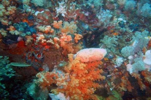 Un composé naturel, la manzamine A, extrait d’une éponge marine démontre ici son efficacité anticancéreuse Un composé naturel, la manzamine A, extrait d’une éponge marine démontre ici son efficacité anticancéreuse