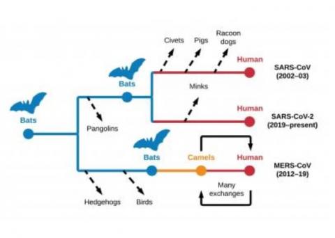 Les chauves-souris sont confirmées comme les hôtes ancestraux des coronavirus humains (SRAS-CoV et SRAS-CoV-2)- et des infections à MERS-CoV chez les dromadaires avant leur propagation chez l’Homme. (Illustration Denis Jacob Machado ) Les chauves-souris sont confirmées comme les hôtes ancestraux des coronavirus humains (SRAS-CoV et SRAS-CoV-2)- et des infections à MERS-CoV chez les dromadaires avant leur propagation chez l’Homme. (Illustration Denis Jacob Machado )