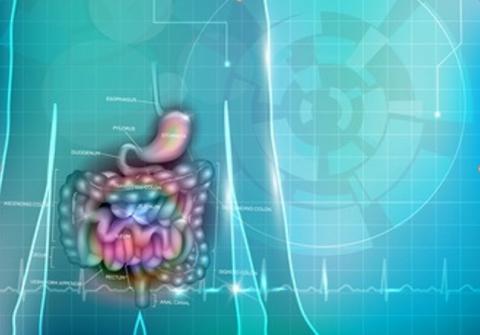 Le système qui régule normalement l’équilibre bactérien et microbiotique, autrement connu sous le nom de « plaques de Peyer » est gravement perturbé par le COVID-19 sévère (Visuel Fotolia 111492862) Le système qui régule normalement l’équilibre bactérien et microbiotique, autrement connu sous le nom de « plaques de Peyer » est gravement perturbé par le COVID-19 sévère (Visuel Fotolia 111492862)