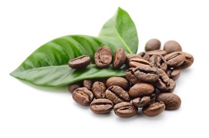 Des extraits de l'enveloppe des grains de café pourraient constituer un supplément extrêmement bénéfique, un brûleur de graisse à la fois naturel et efficace Des extraits de l'enveloppe des grains de café pourraient constituer un supplément extrêmement bénéfique, un brûleur de graisse à la fois naturel et efficace