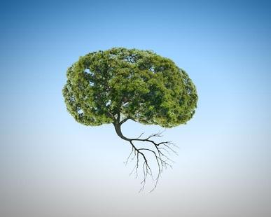 Cette recherche par imagerie moléculaire d’une équipe de l'Université Yale de New Haven (Connecticut) suggère que les fumeurs pourraient avoir une fonction neuro-immune et une fonction cognitive altérées Cette recherche par imagerie moléculaire d’une équipe de l'Université Yale de New Haven (Connecticut) suggère que les fumeurs pourraient avoir une fonction neuro-immune et une fonction cognitive altérées
