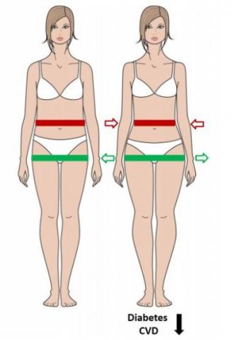 DIABÈTE : Des hanches larges associées à un moindre risque !?