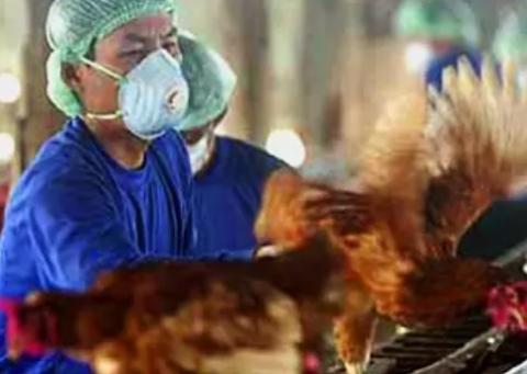 Au moins un événement de contagion humaine a été recensé en Russie, où un cluster de 7 travailleurs en élevage avicole ont été testés positifs pour le virus H5N8 (FAO et Wetlands International) Au moins un événement de contagion humaine a été recensé en Russie, où un cluster de 7 travailleurs en élevage avicole ont été testés positifs pour le virus H5N8 (FAO et Wetlands International)