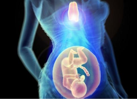Le thymus produit en effet, sous l’impulsion des hormones sexuelles féminines, des cellules spécialisées appelées « Treg » (ou lymphocytes T régulateurs) qui contribuent à faire face aux changements physiologiques survenant pendant la grossesse (Visuel IMBA/Kulcsar) Le thymus produit en effet, sous l’impulsion des hormones sexuelles féminines, des cellules spécialisées appelées « Treg » (ou lymphocytes T régulateurs) qui contribuent à faire face aux changements physiologiques survenant pendant la grossesse (Visuel IMBA/Kulcsar)