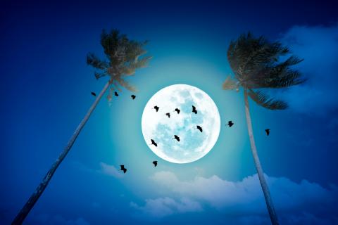 La relation présumée entre le crime et la pleine lune est bien...un mythe La relation présumée entre le crime et la pleine lune est bien...un mythe