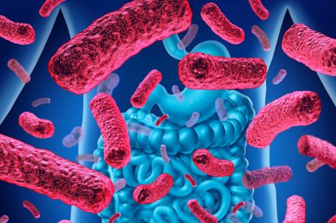 La greffe de microbiote fécal est aujourd’hui bien reconnue pour son efficacité à lutter contre certaines infections intestinales dont l’infection résistante à C. difficile. La greffe de microbiote fécal est aujourd’hui bien reconnue pour son efficacité à lutter contre certaines infections intestinales dont l’infection résistante à C. difficile.