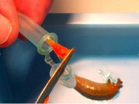 La « bave » de la limace recèle-t-elle à son tour le secret de meilleurs adhésifs médicaux ? La « bave » de la limace recèle-t-elle à son tour le secret de meilleurs adhésifs médicaux ?