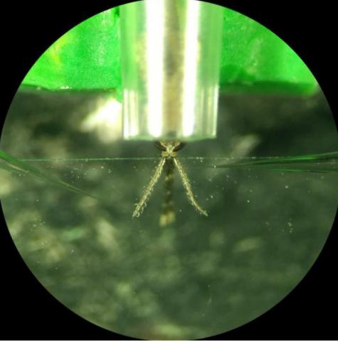 Le répulsif semble en effet non pas repousser les neurones olfactifs des moustiques Anopheles mais plutôt empêcher les moustiques de détecter l’odeur de la peau humaine Le répulsif semble en effet non pas repousser les neurones olfactifs des moustiques Anopheles mais plutôt empêcher les moustiques de détecter l’odeur de la peau humaine