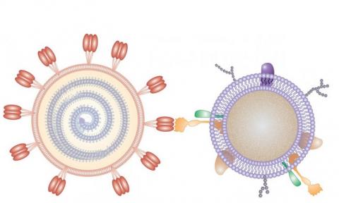 Les nanosponges recouvertes d'une membrane cellulaire humaine agissent comme un leurre pour empêcher le coronavirus de pénétrer dans les cellules (Visuel Nano Letters 2020, DOI: 10.1021/acs.nanolett.0c02278) Les nanosponges recouvertes d'une membrane cellulaire humaine agissent comme un leurre pour empêcher le coronavirus de pénétrer dans les cellules (Visuel Nano Letters 2020, DOI: 10.1021/acs.nanolett.0c02278)