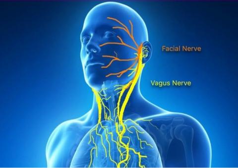 De nombreux symptômes du COVID long pourraient être liés aux effets du SRAS-CoV-2 sur le nerf vague (Visuel NIH) De nombreux symptômes du COVID long pourraient être liés aux effets du SRAS-CoV-2 sur le nerf vague (Visuel NIH)